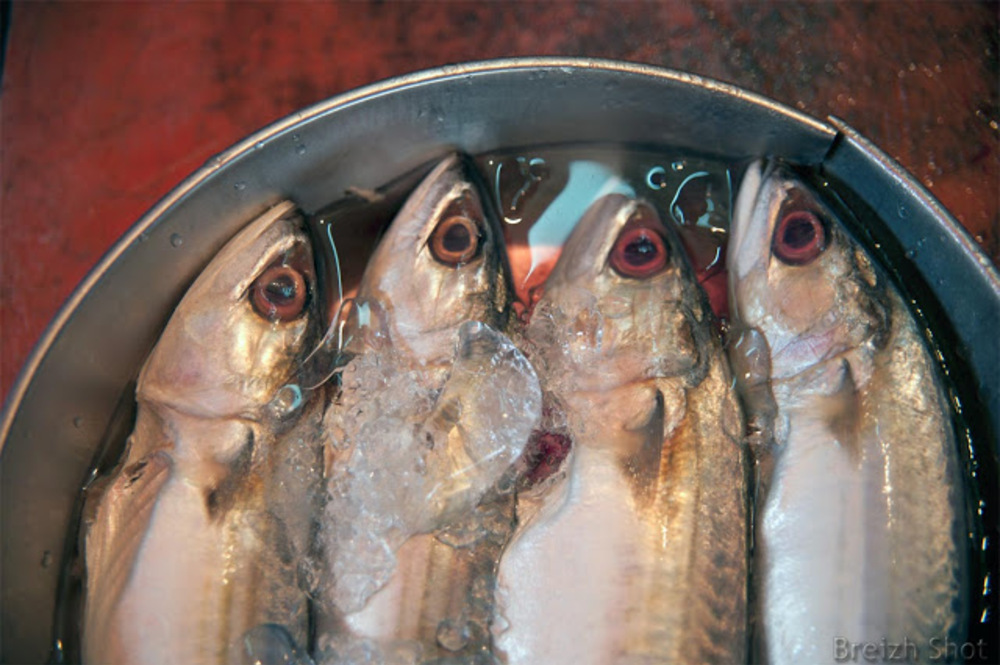 Marché de Pak Klong Talat : Poissons sur la glace