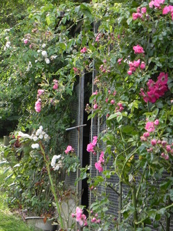 Mon jardin dans l'ensemble 