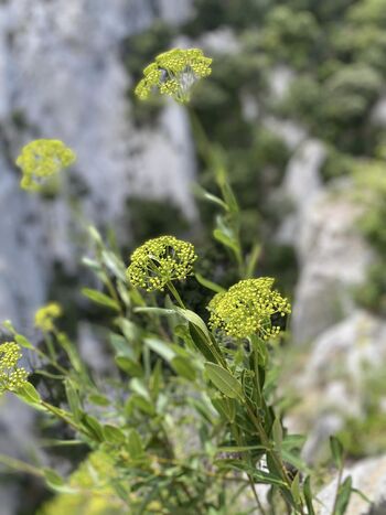 Les gorges de Galamus (troisième partie)