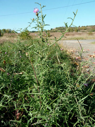 Centaurea aspera - centaurée rude