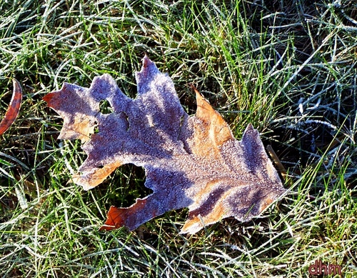 Blancheur du givre 