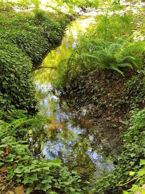 Domaine du Lain à Gestel Morbihan Bretagne - Promenons nous dans les bois