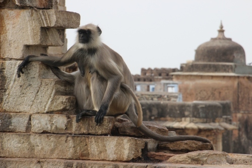 Les singes en Inde, entelles, langars, singes d'Hanuman