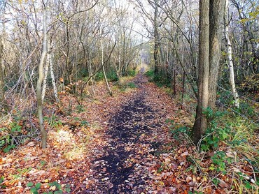 Dans le Bois des Communes