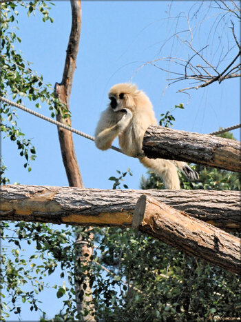 Photo de gibbon lar (Zoo du bassin d'Arcachon)
