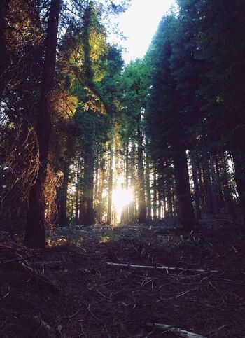 Résultat de recherche d'images pour "tumblr forest light"