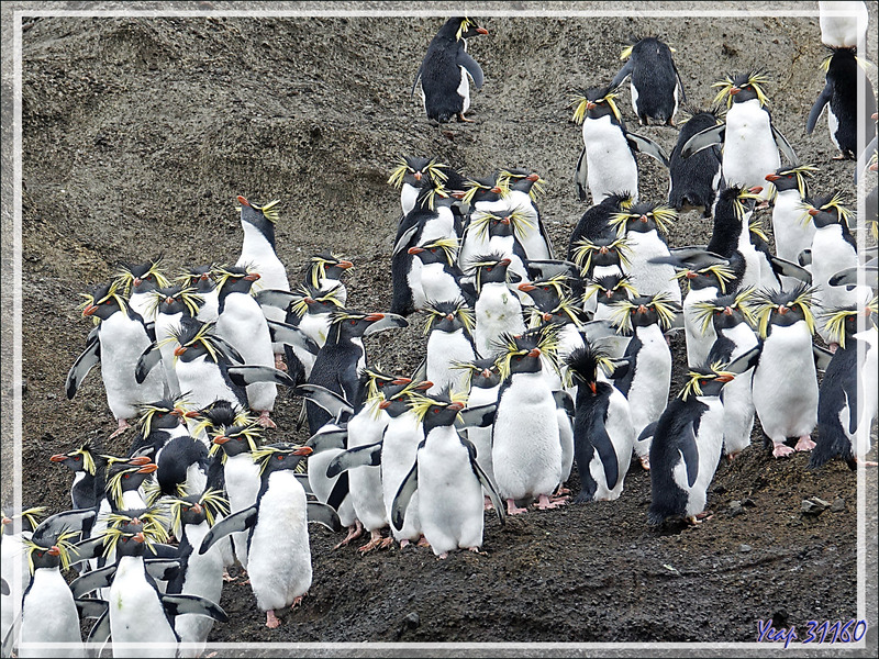 Le High Peak (365 m) surplombant "The Huts" et une colonie de Gorfous de Moseley - Nightingale Island - Tristan da Cunha