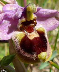 Ophrys tenthredinifera  -  ophrys guêpe