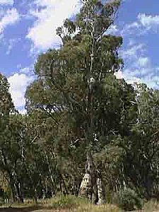 Des eucalyptus OGM pour remplacer les forêts originelles ? 