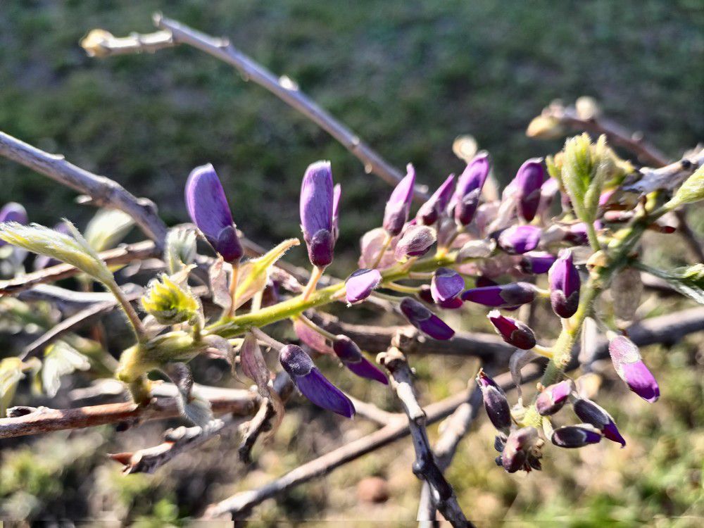 Mon amour de glycine - avril 2023...