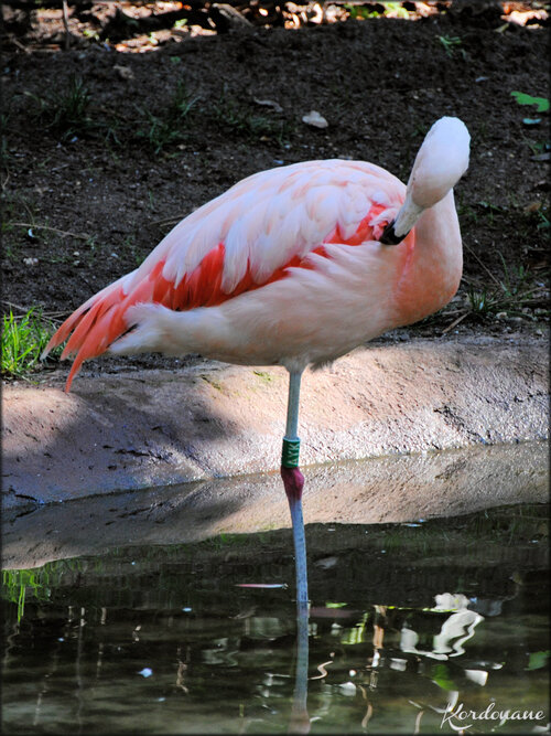 Photo Flamand du Chili (Zoo de la Flèche)