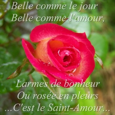 carte amour 100 4888