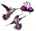 PNG képek: Állatok (madarak, szárnyasok)