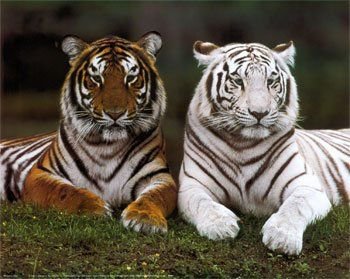 les plus beaux tigres blanc Laetitia66230