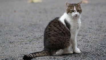 Les chats sensibles au monoxyde de carbone ... 