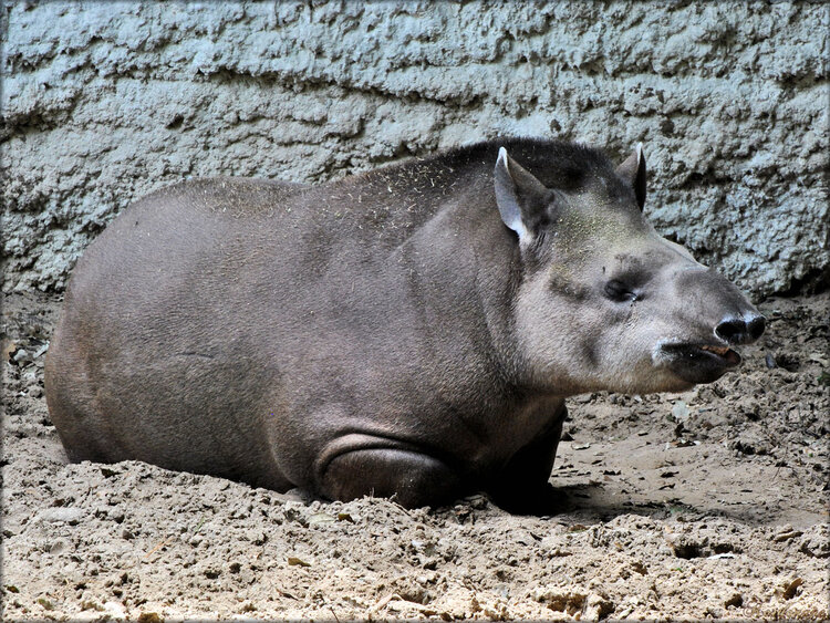 Photo de Tapir du Zoo de la Palmyre