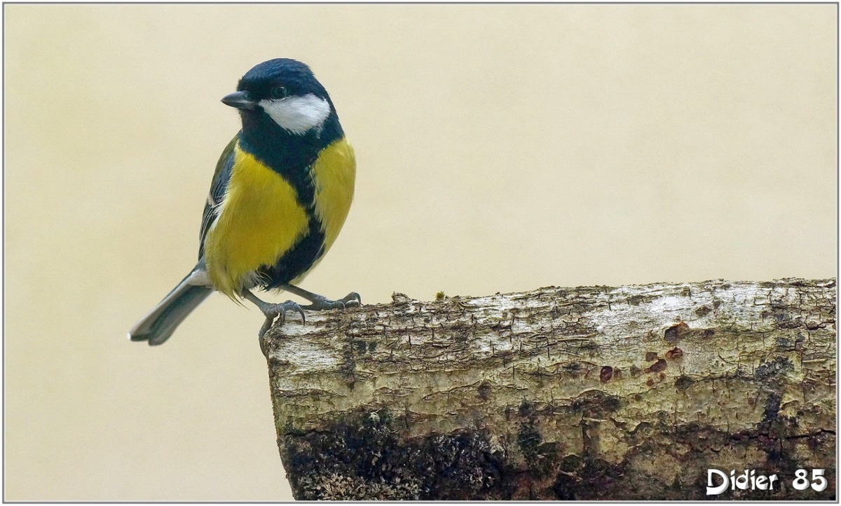 Mésange Charbonnière (3) - Parus major