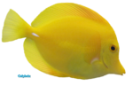 Colybrix psp poisson exotique aiguille jaune.png