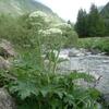 Berce commune ou Branc-ursine (Heracleum sphondylium)