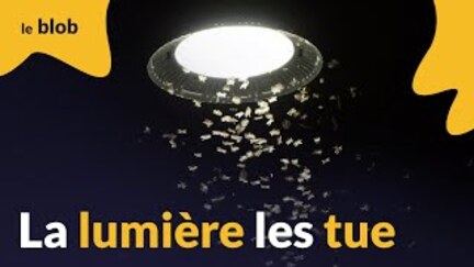 La pollution lumineuse rend les insectes fous, on sait enfin pourquoi |  Actu de science - YouTube