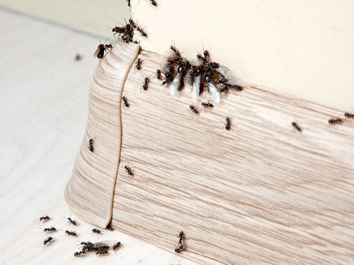 Sceller même les plus petits espaces pour se débarrasser des fourmis.