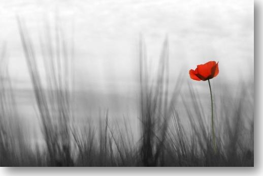 Coquelicot