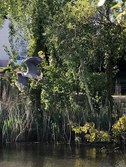 Nature confinée 