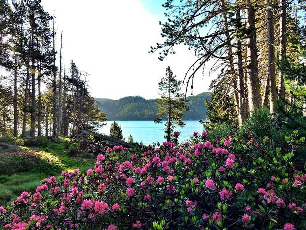 Peut être une image de fleur, nature, arbre et lac