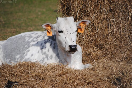 (1) La vache bleue du Nord. 