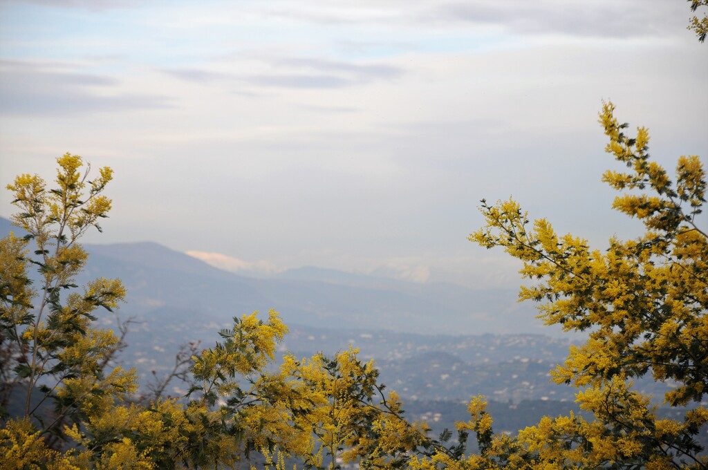 La route du mimosa..."Tanneron"