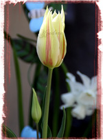 TULIPA . . . . . Tulipes