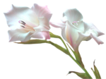 PNG képek: Virágok