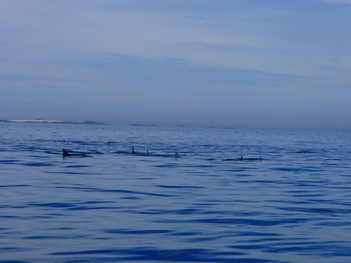 sortie bars et dauphins