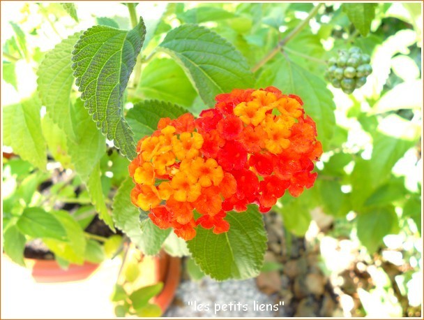 lantana1.jpg