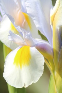 Iris de Hollande ou Iris Hollandica ou Iris bulbeux