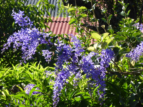 4ème jour Panajachel, Lac Atitlan,Village San Juan la Laguna