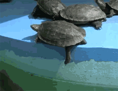 turtle animated GIF 
