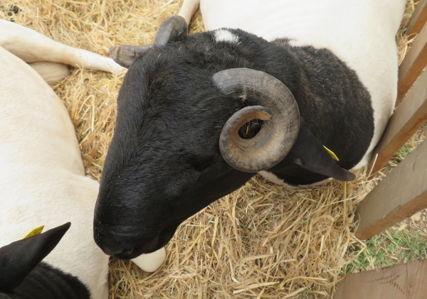 Les bovins, les ovins et les animaux de basse-cour ont été à l'honneur les deux jours des Journées Châtillonnaises 2022