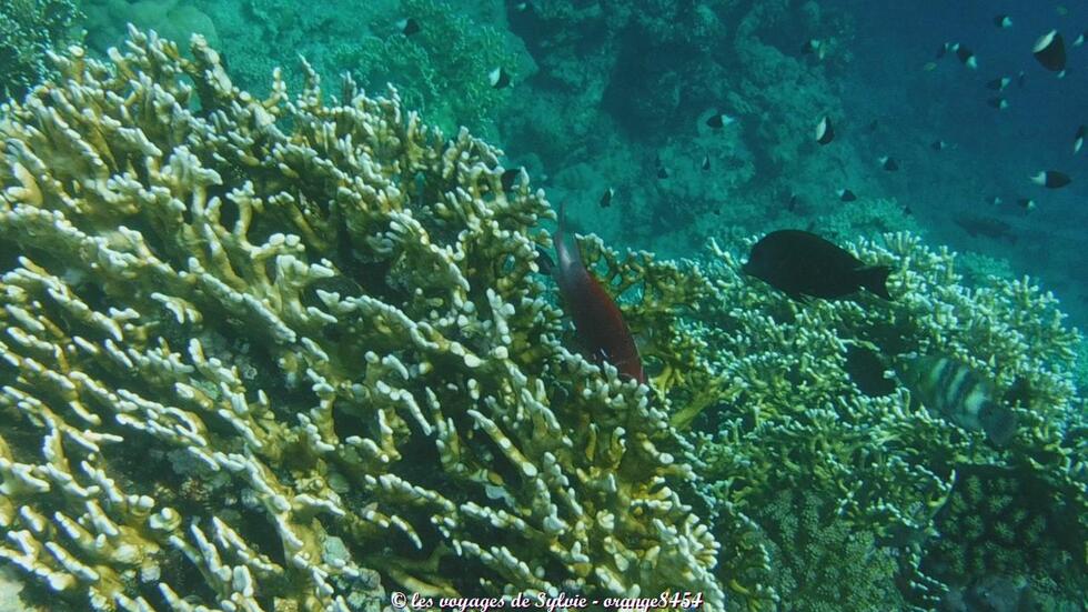 MARSA ALAM ÉGYPTE POISSONS 