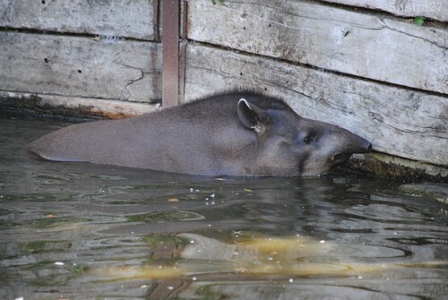 (4) Le tapir terrestre.