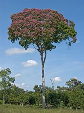 Dipteryx odorata : l'arbre qui donne la fève tonka
