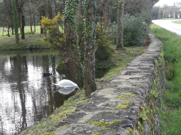 Les cygnes du parc de Lauvergnac