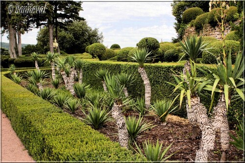 Les Jardins Suspendus de Marqueyssac Dordogne yuccas au pied du Bastion
