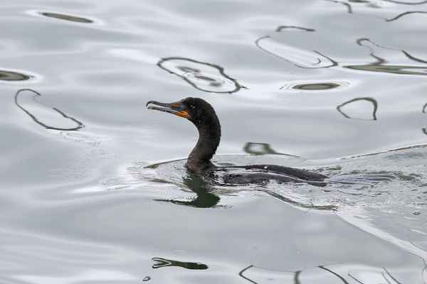 Double-crested Cormorant - Long Beach