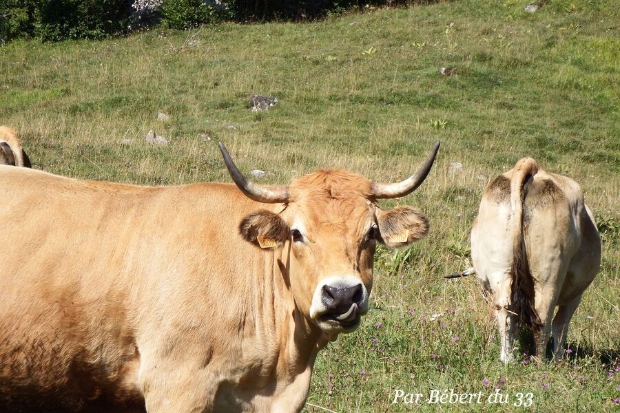 L'Aubrac - la cascade du Déroc