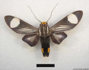 Ripha