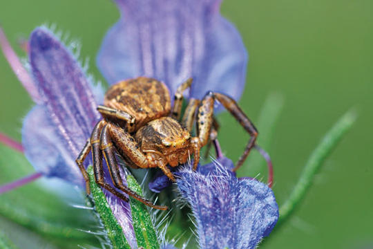 RÃ©sultat de recherche d'images pour "l'ARAIGNEE CRABE image"