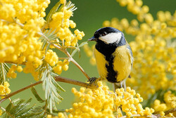 Mignon petit oiseau