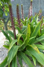 les eucomis