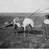 Mrs. Tom Turned Up Nose Indian woman and horse pulling a travois with a baby Blackfoot 1880
